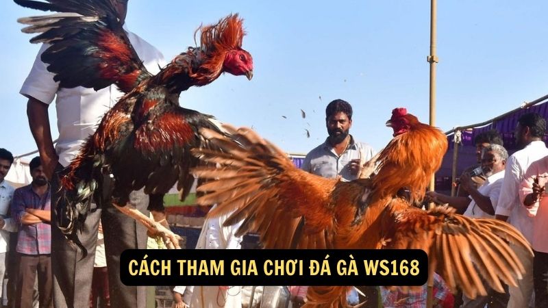 Cách tham gia chơi đá gà WS168