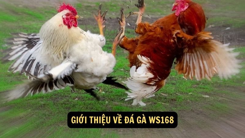 Giới thiệu về đá gà WS168