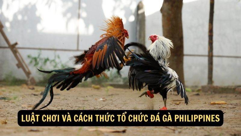 Luật chơi và cách thức tổ chức đá gà philippines