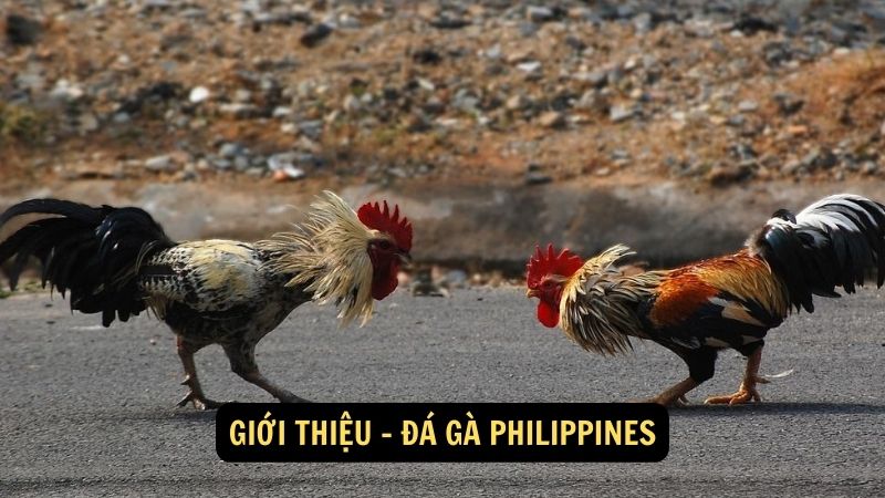 Giới thiệu - đá gà Philippines