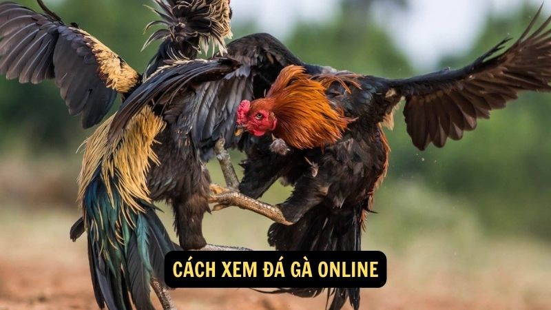 Cách xem đá gà online