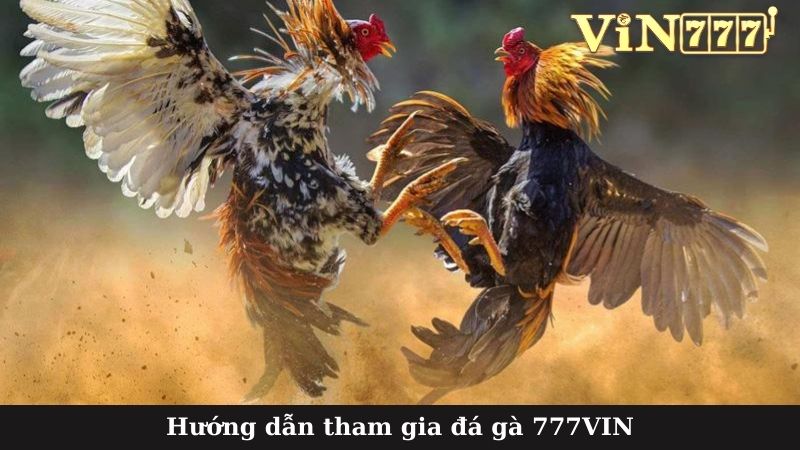 Hướng dẫn tham gia đá gà 777VIN