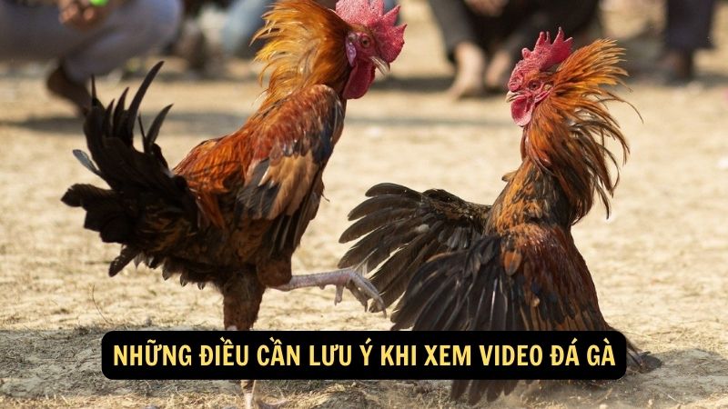 Những điều cần lưu ý khi xem video đá gà