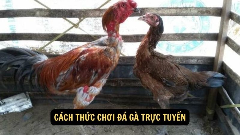 Cách thức chơi đá gà trực tuyến